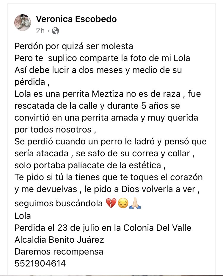 #SeguimosBuscandoALola Su familia la extraña y no han dejado de buscarla. #EXTRAVIADA 23/07/21 #BenitoJuarez #ColDelValle #CDMX <a href="/MascotasSismo/">Mascotas Sismo</a> <a href="/veronicaEM1502/">Veronica Escobedo</a> <a href="/perrososmx/">🅿🅴🆁🆁🅾🆂🅾🆂🅼🆇</a> <a href="/EncontrandoSos/">SOS Encontrando Mascotas</a> <a href="/Unidos_Buscando/">¡Ayúdanos a encontrarlos!</a> <a href="/RefugiOceaniCAN/">Oceanican</a> <a href="/_PatriciaAnaya/">Amo a los Perros</a> <a href="/LordGatus/">Lord Gatus</a> <a href="/SOSsalchichas/">Salchibukis …🆘 salchichas al rescate</a> <a href="/En_laDelValle/">En la Del Valle</a>