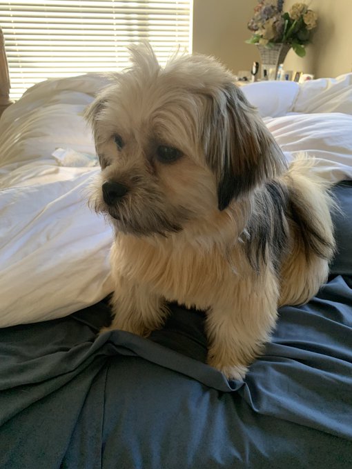 It&rsquo;s been 20 hours since I&rsquo;ve seen my girls. If you wanna book my pups with me they&rsquo;d be more than happy