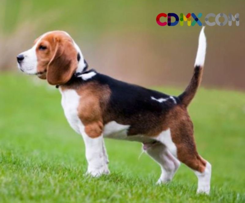 cdmx_com_ tweet picture
