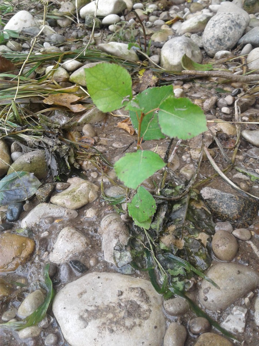 Efymia's tweet photo. @H2OAlliance #AntlerRiverRace  Resilient Plant! https://t.co/rkguJx0tKF
