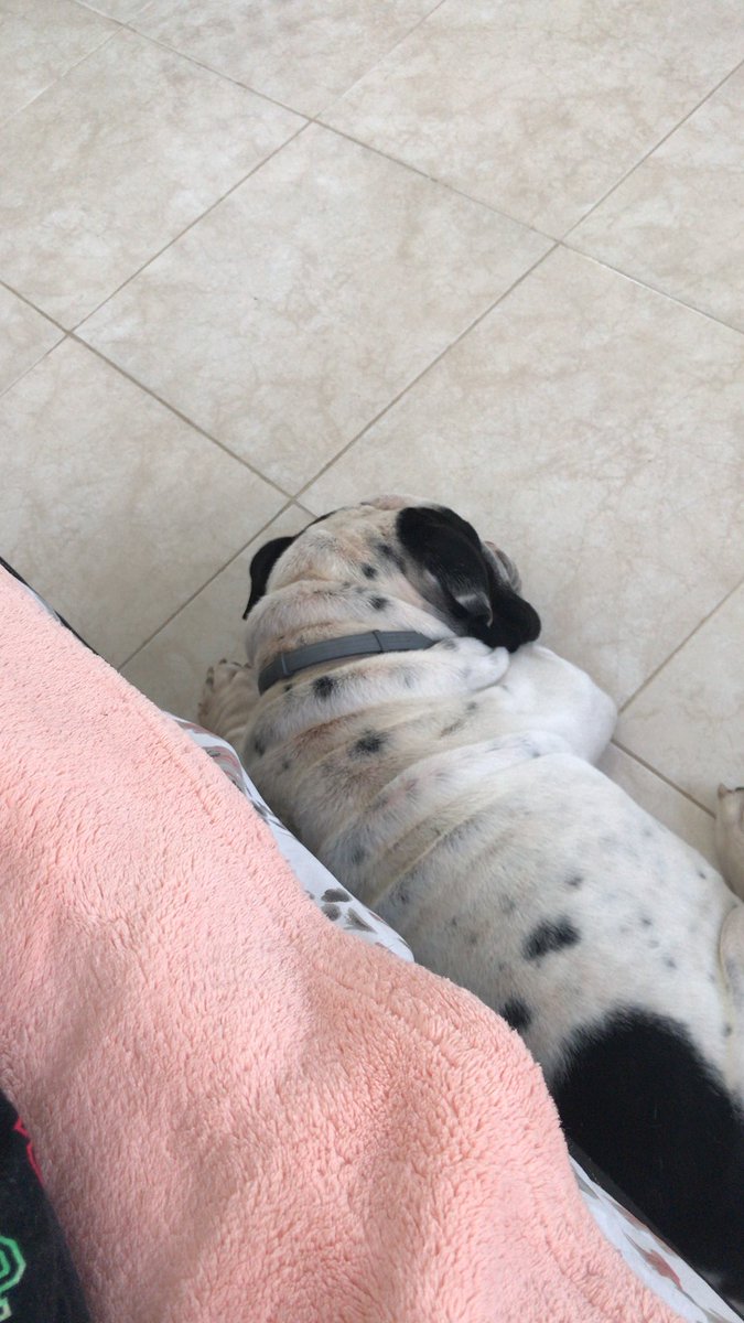 Mafer_Ma's tweet photo. Te extrañaremos mucho bebé Kronos, gracias por siempre darnos mucho amor a todos ❤️🐶 @ParrillaMauro98 @ParrillaJesus03 https://t.co/zInRo0Qnpb