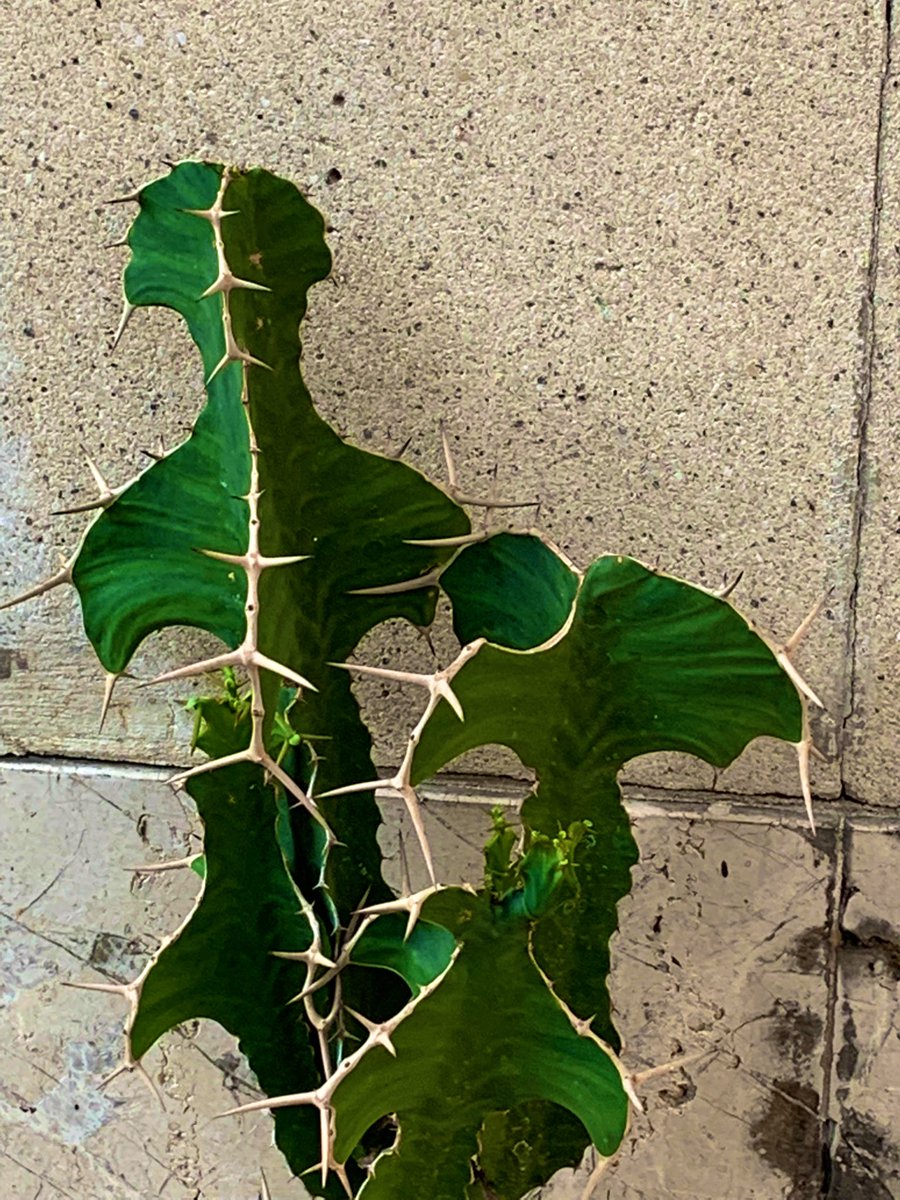 DHEFRAG's tweet photo. Ayuda!!! @wonder_m_r como se llama esta planta ?
Quiero uno!!! https://t.co/0fNYaqAQuf