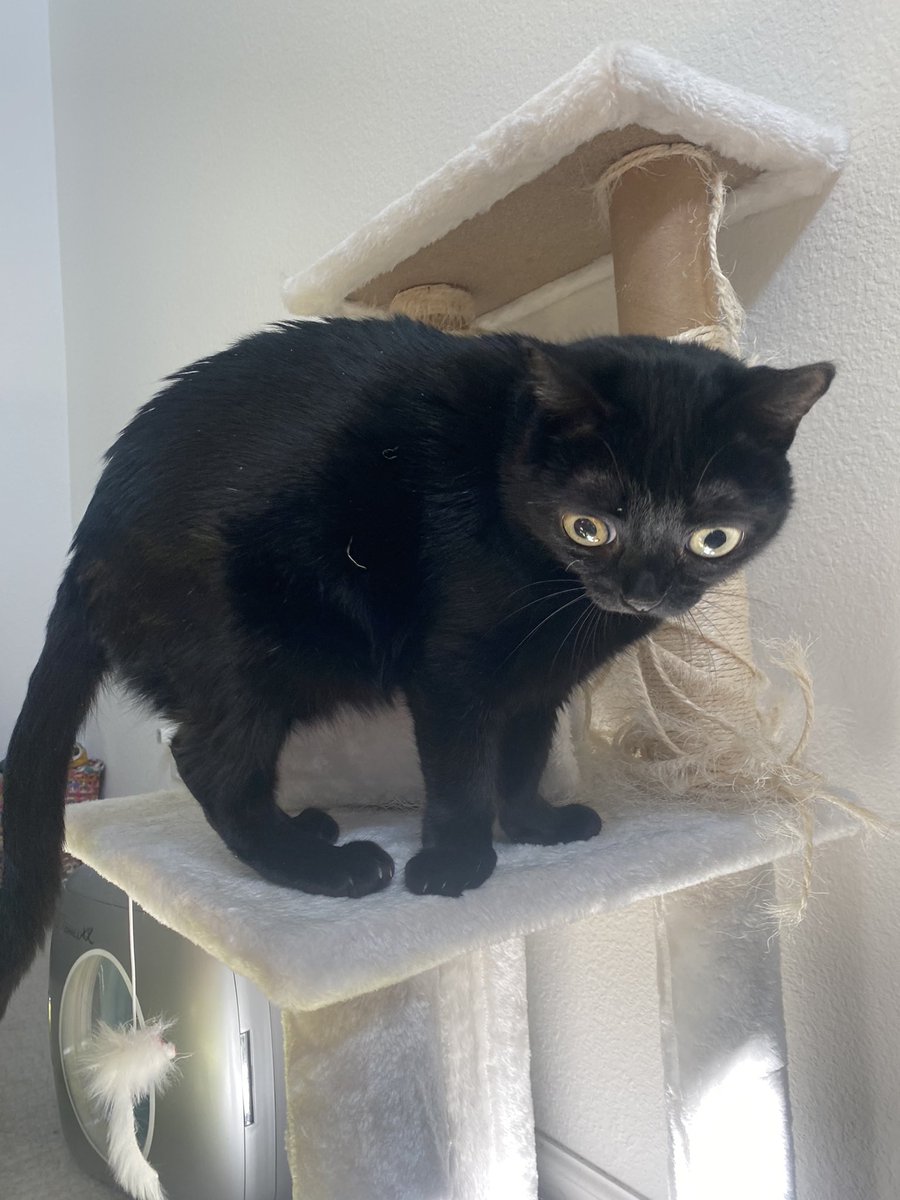 bigfootjinx's tweet image. she stands on her hind legs sometimes