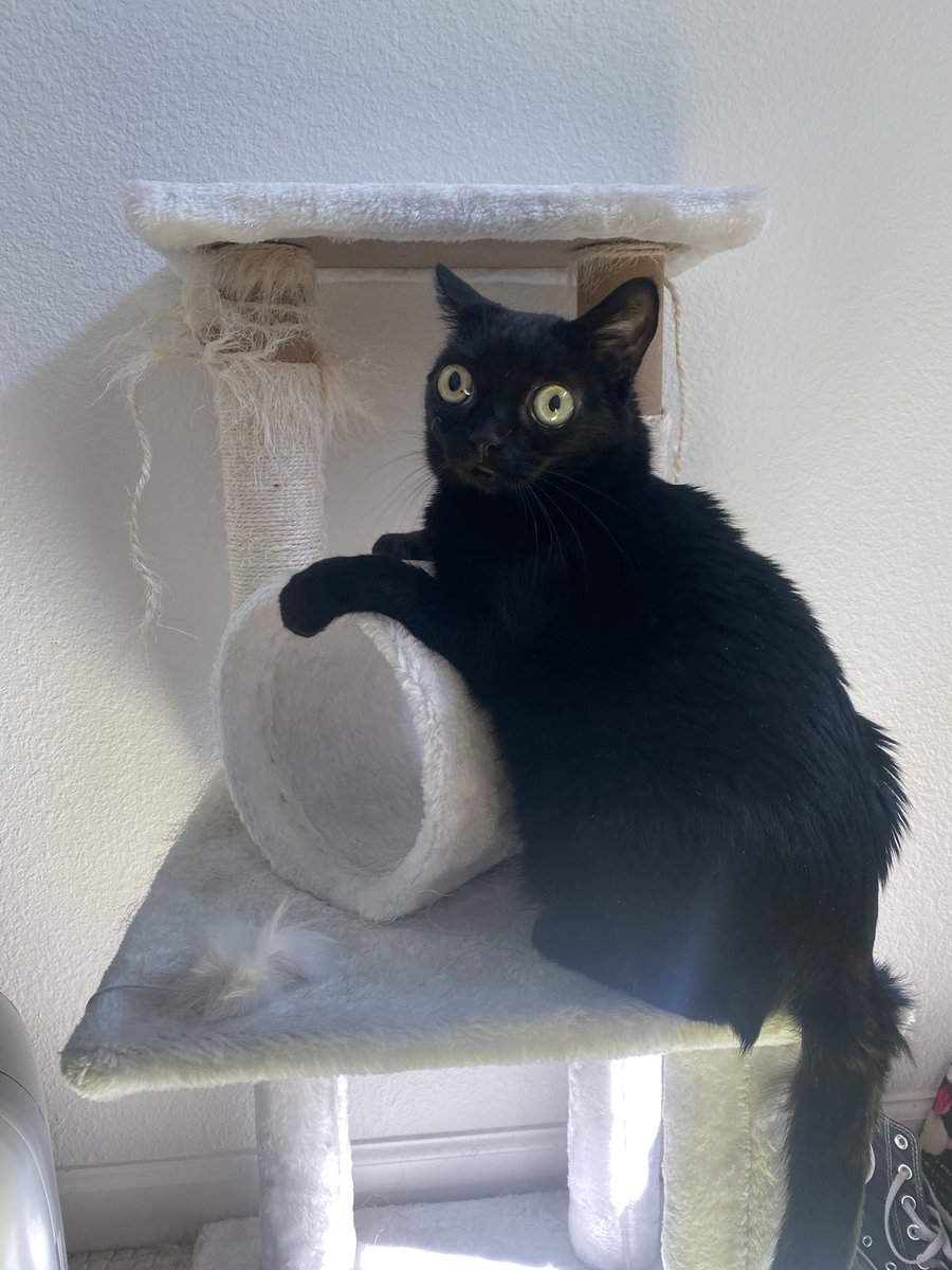 bigfootjinx's tweet image. she stands on her hind legs sometimes