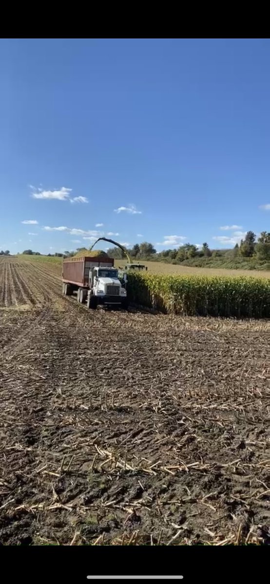 Have 40 acres of BMR cornsilage for sale. 
Can chop and haul depending on distance. 
Located: 7606 8th line Mapleton,on 
Message if interested.
