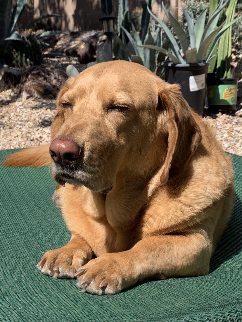 DesertCorpsPTFC's tweet image. Not sure who needs to see this but here’s my boy Timber on his new @coolaroo outdoor elevated bed. #TimberTheGoodestBoy #Bassador #GoldenBasset #Tucson