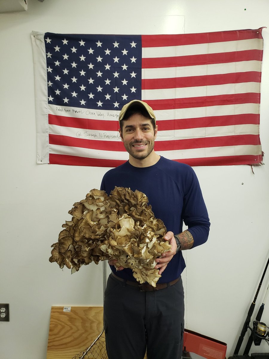 🍄 foraging season is here! 

#maitake #maitakemushroom #fungi #mushrooms