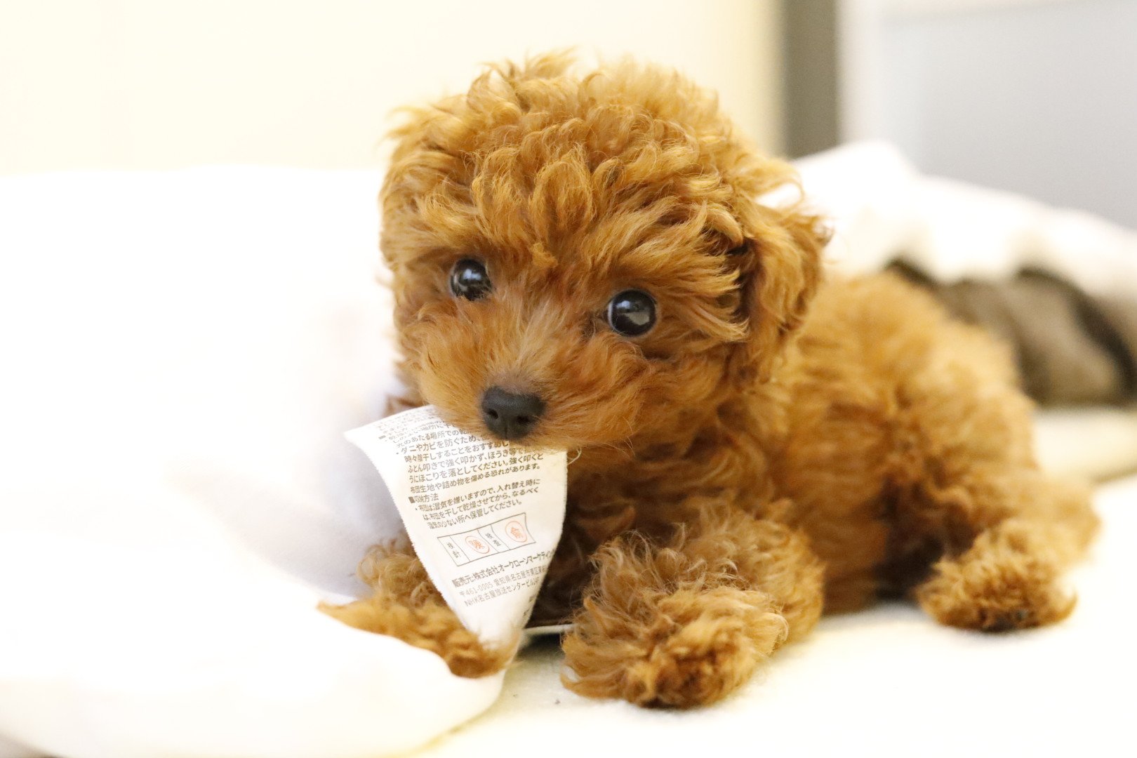 トイプードルの子犬キャッピー 朝からトゥルースリーパーのタグをはむはむしております 他のわんちゃんもタグが好きなのかな トイプードル 子犬 犬好きさんと繋がりたい トゥルースリーパー T Co Ncpmvvidmp Twitter