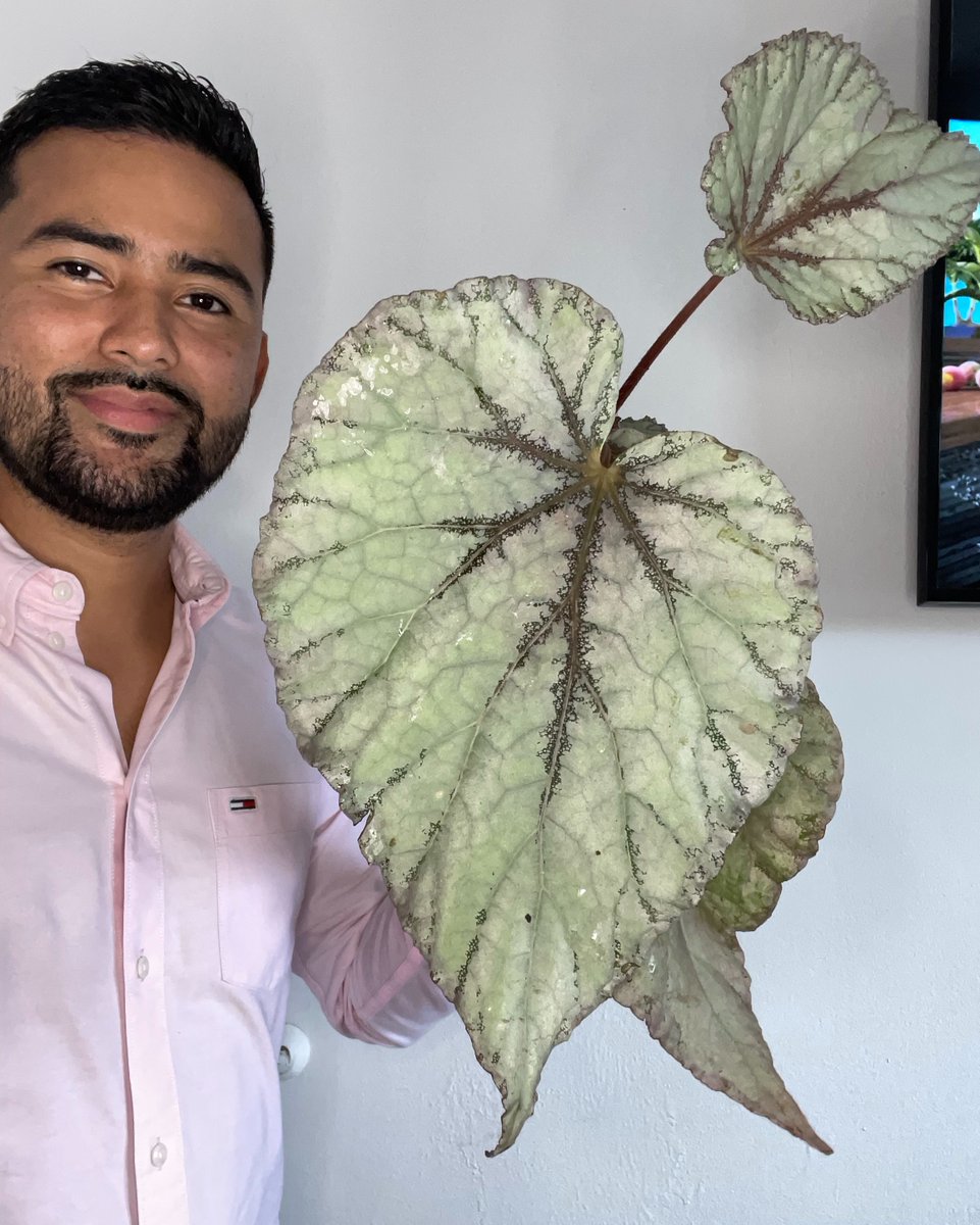 jardinbuda1's tweet photo. andamos propagando begonias.
.
qué medio utilizas para que tu propagación sea éxitosa? 
.
#tropicalplants #plantsoffice #plantcollector #plantaholic #plantparent #plantvibes #crazyplantpeople #begoniabrigade #begonia https://t.co/iqo3rEKANe