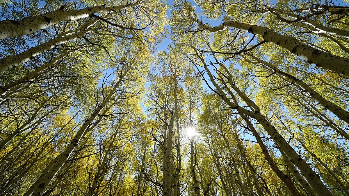 Don't forget to look up.

#autumn #fallcolors #aspen