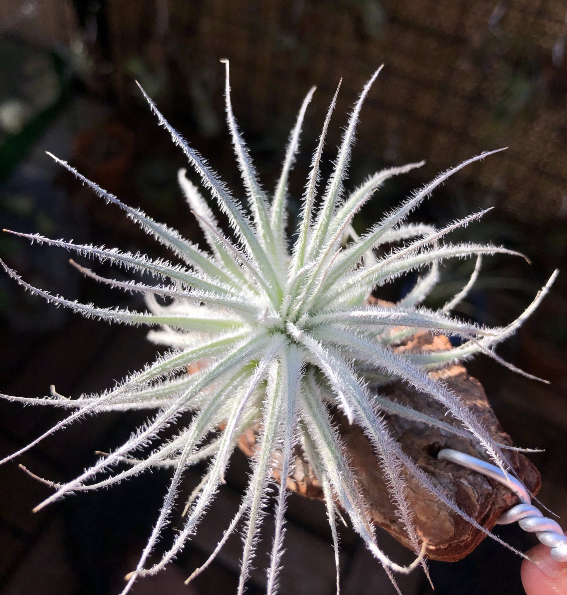 Nagito H 太陽の光を浴びるテクトラムが神々しすぎる エアープランツ チランジア テクトラム T Co P67fucw6lp Twitter