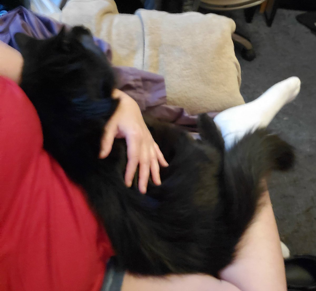 Catytonia's tweet image. My big baby. ♥ #catsoftwitter #blackcats