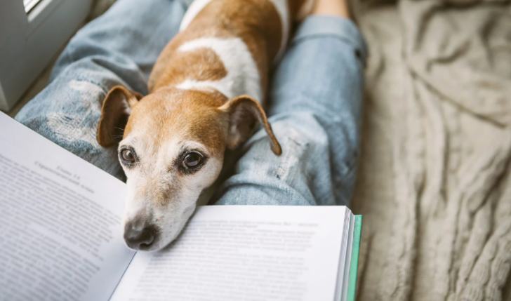 PaullettGolden's tweet photo. Always fun to try to write, word, read, whatever, and the petbabies want to "help." What does your petbaby do when you're wanting some quiet time?
#petlife #petparent #furbaby #featherbaby #scalebaby #readerslife #writerslife https://t.co/KqXUaWbs14