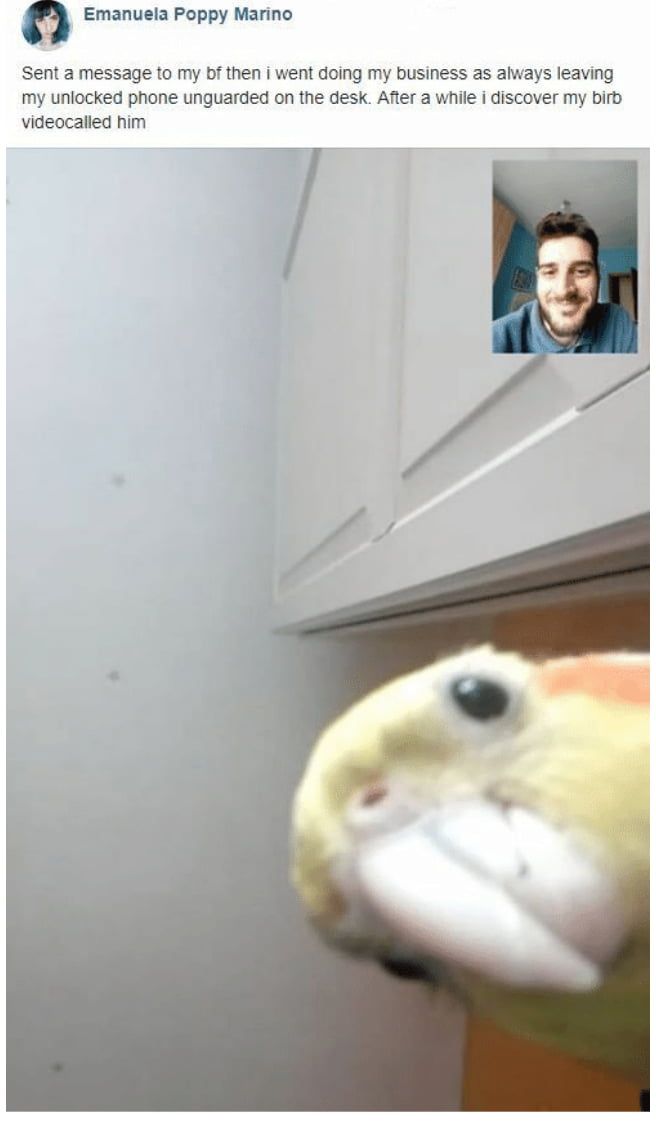PaullettGolden's tweet photo. Always fun to try to write, word, read, whatever, and the petbabies want to "help." What does your petbaby do when you're wanting some quiet time?
#petlife #petparent #furbaby #featherbaby #scalebaby #readerslife #writerslife https://t.co/KqXUaWbs14