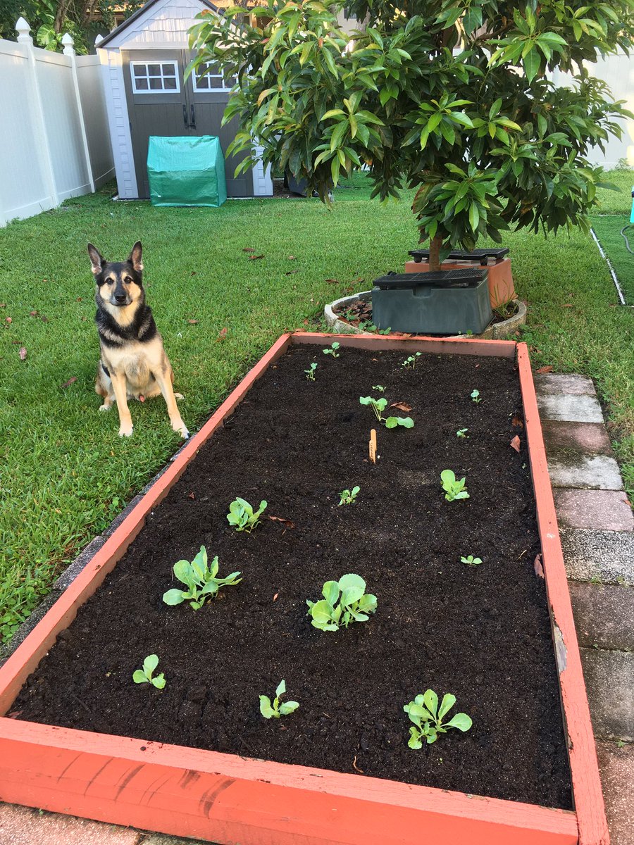 Christi59025798's tweet photo. Sergeant on guard protecting our Broccoli and cabbage 🥬 https://t.co/amlUlqR102