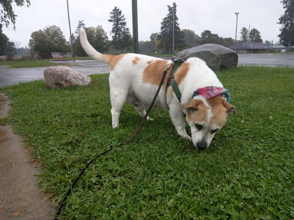 100 straight days letting this guy smell a bunch of stuff and taking him for a walk.