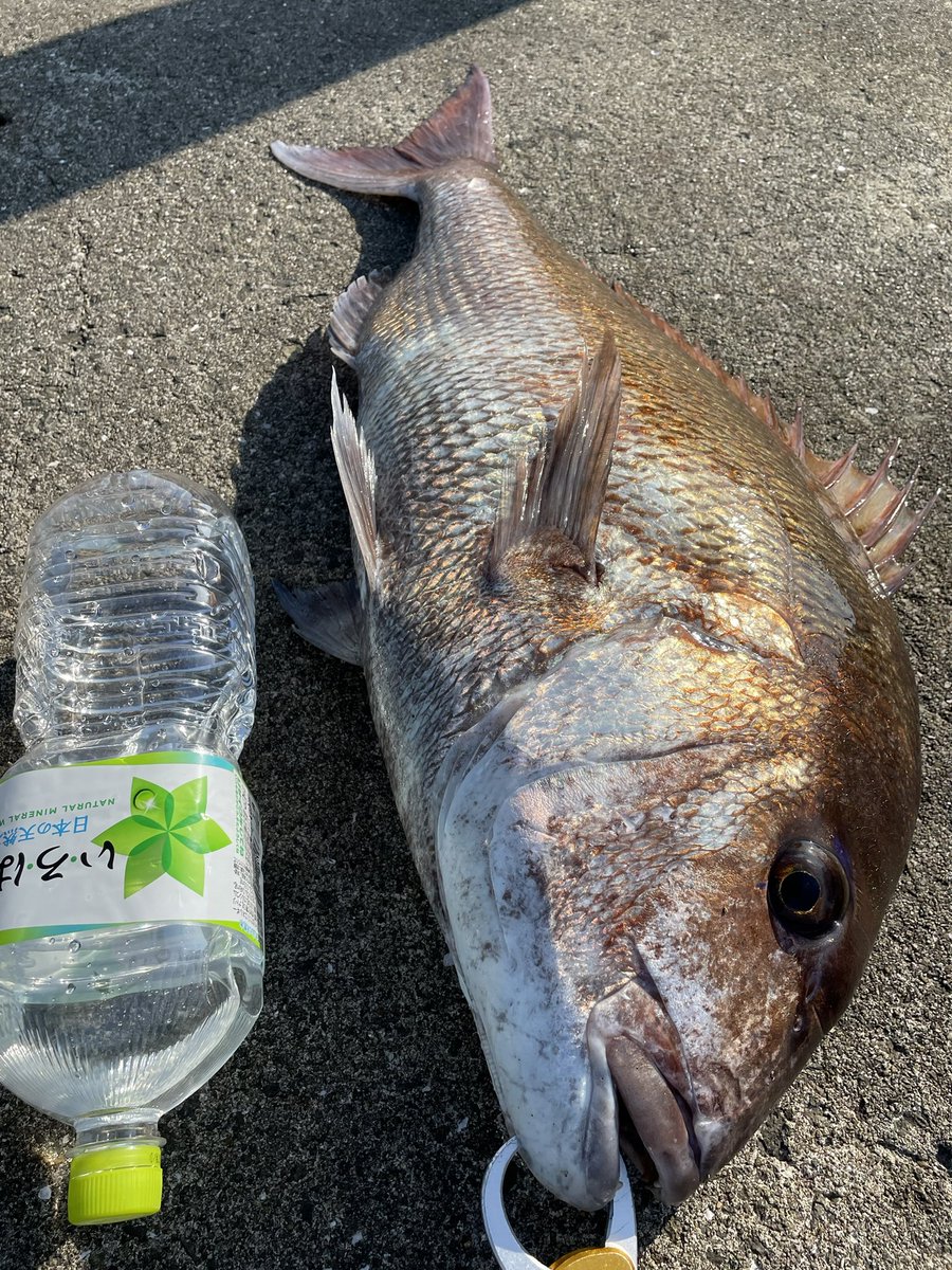 知ってるちゃん tweet media