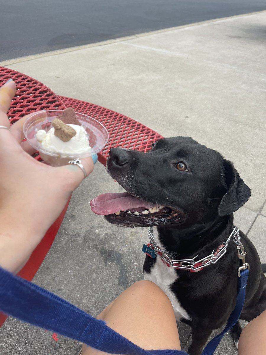 madisonmopesss's tweet photo. it’s zoe’s 4th borkday : please celebrate accordingly ♥️♥️♥️♥️♥️ https://t.co/BdkImfjL9S