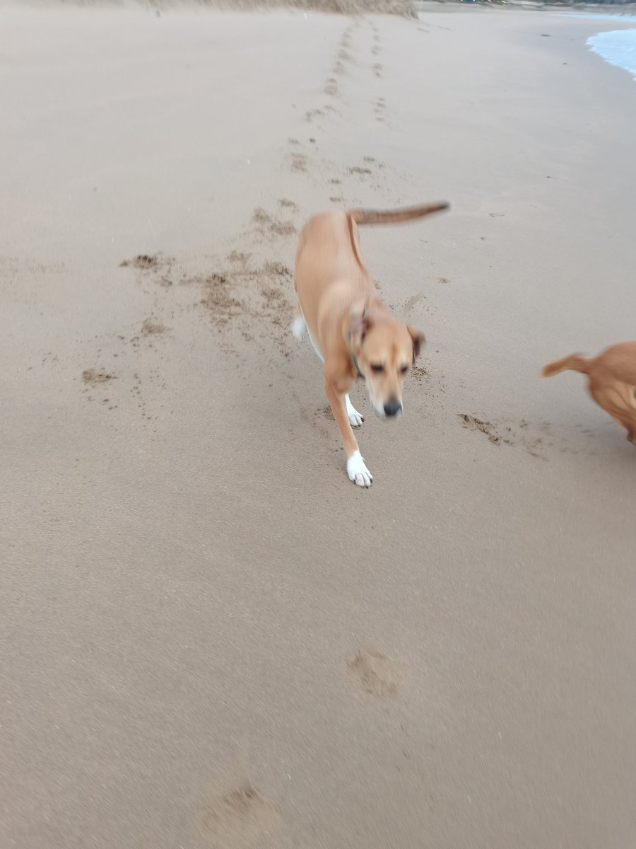 joswalker's tweet photo. Only his ears fly #beachmutt https://t.co/fJ5mvQzHFq