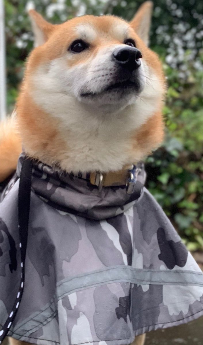 chofu0711's tweet photo. 柴犬ホクト、ホクト本人の強い希望により、台風時にウォーキングを実施。1枚目:断固たる強い意志で出発。
2枚目:風が強いのは気のせいワン？
3枚目:これは、、失敗したワン。
4枚目:総員退避するワン。
#shibainu #柴犬 ＃犬　#行けると思ってた柴犬　＃秒で散歩終了　＃残念な感じの柴犬 https://t.co/YYT3pA99R1