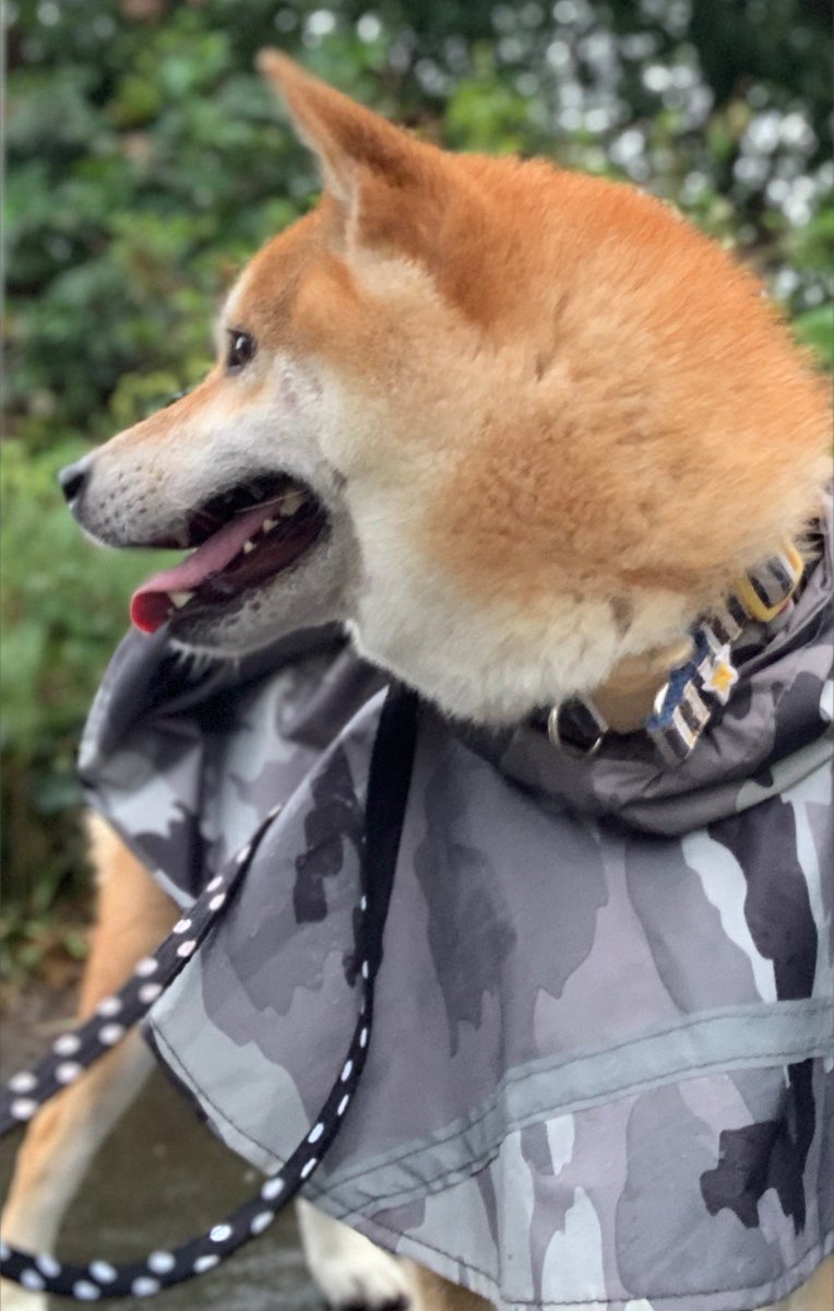 chofu0711's tweet photo. 柴犬ホクト、ホクト本人の強い希望により、台風時にウォーキングを実施。1枚目:断固たる強い意志で出発。
2枚目:風が強いのは気のせいワン？
3枚目:これは、、失敗したワン。
4枚目:総員退避するワン。
#shibainu #柴犬 ＃犬　#行けると思ってた柴犬　＃秒で散歩終了　＃残念な感じの柴犬 https://t.co/YYT3pA99R1
