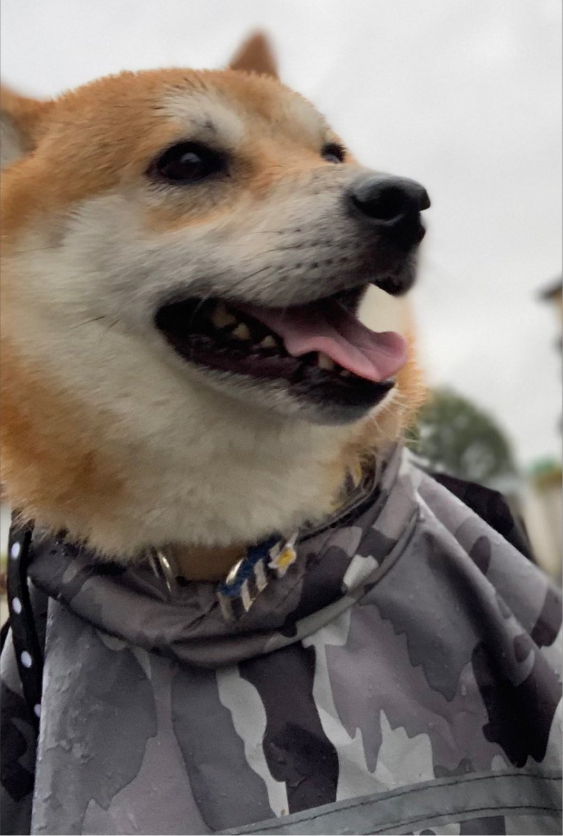 chofu0711's tweet photo. 柴犬ホクト、ホクト本人の強い希望により、台風時にウォーキングを実施。1枚目:断固たる強い意志で出発。
2枚目:風が強いのは気のせいワン？
3枚目:これは、、失敗したワン。
4枚目:総員退避するワン。
#shibainu #柴犬 ＃犬　#行けると思ってた柴犬　＃秒で散歩終了　＃残念な感じの柴犬 https://t.co/YYT3pA99R1