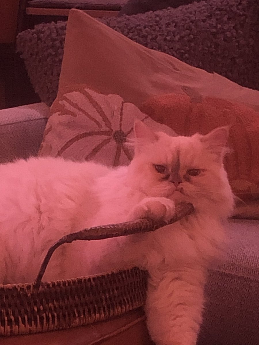 mouthnoize's tweet photo. Thought I’d offer some cat fantasticness as a #timeline cleanser. This is Leonard. He helps make our journey a lot easier to take most days. #goals #catcool #CatsofTwittter ❤️😽 https://t.co/U3RNNiJy4x
