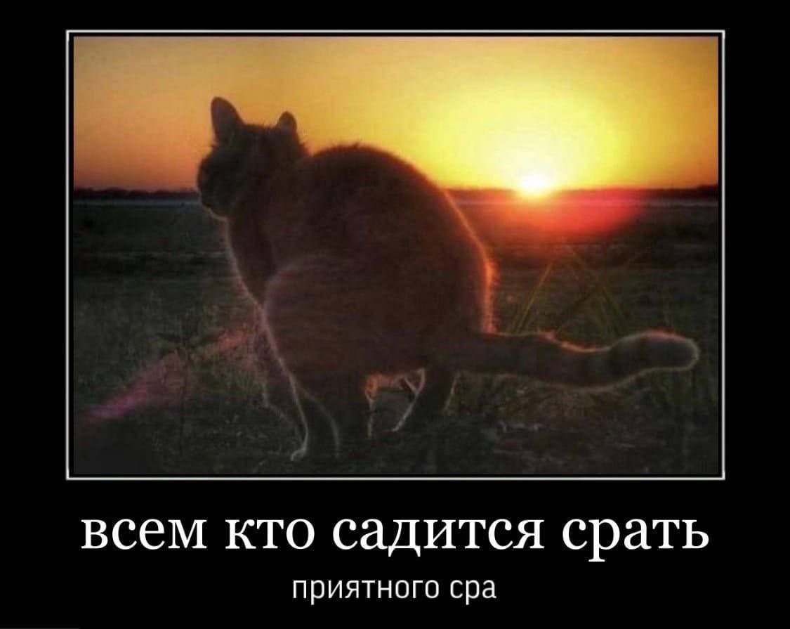 MICTAP_KOT's tweet photo. @kolairelavv Это я кста https://t.co/hfmWKIEjkN
