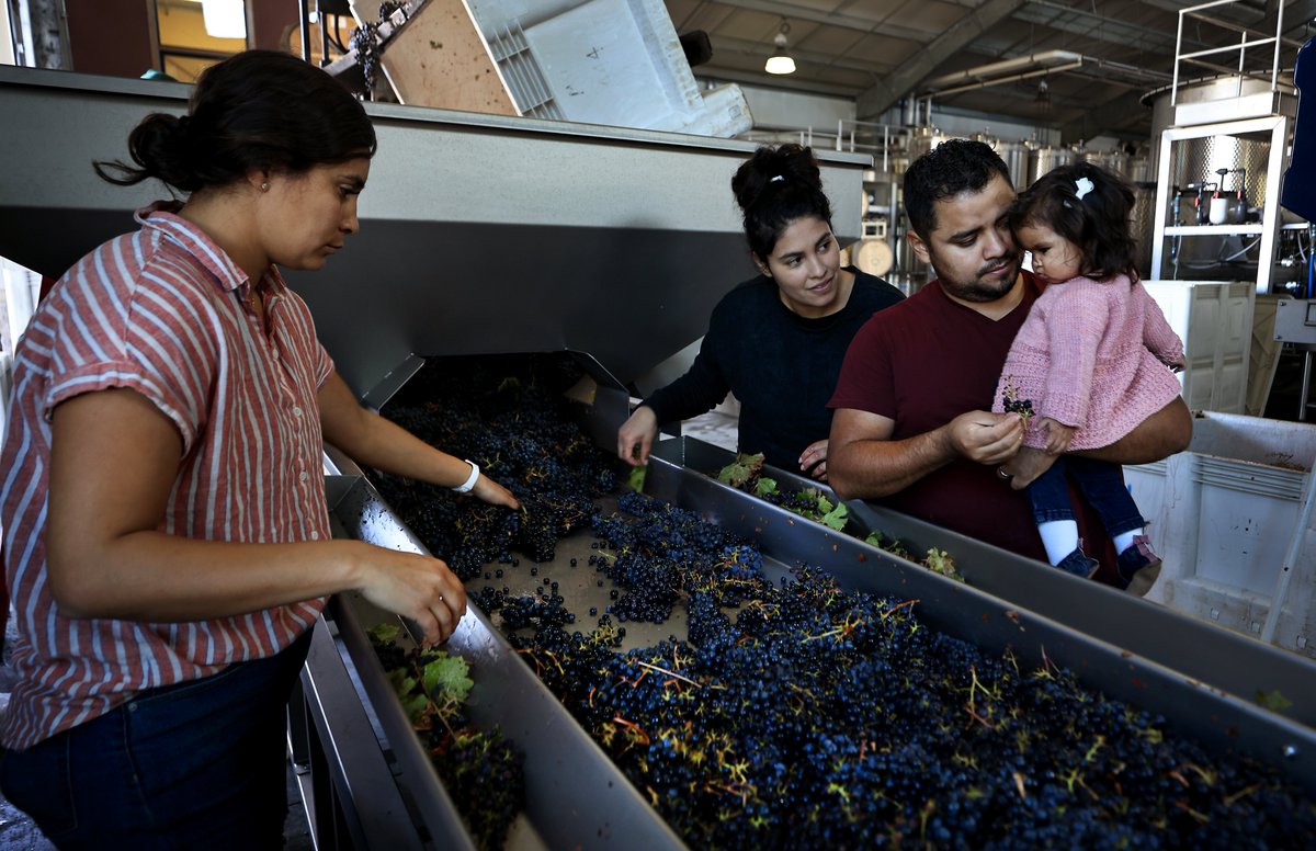 kentphotos's tweet photo. Spent a few late night and early mornings this week photographing the wine grape harvest, as growers continue to bring in fruit not disrupted by any regional wildfires (knock on wood) this year. @NorthBayNews #SonomaCounty https://t.co/HSt8dv2Zt4