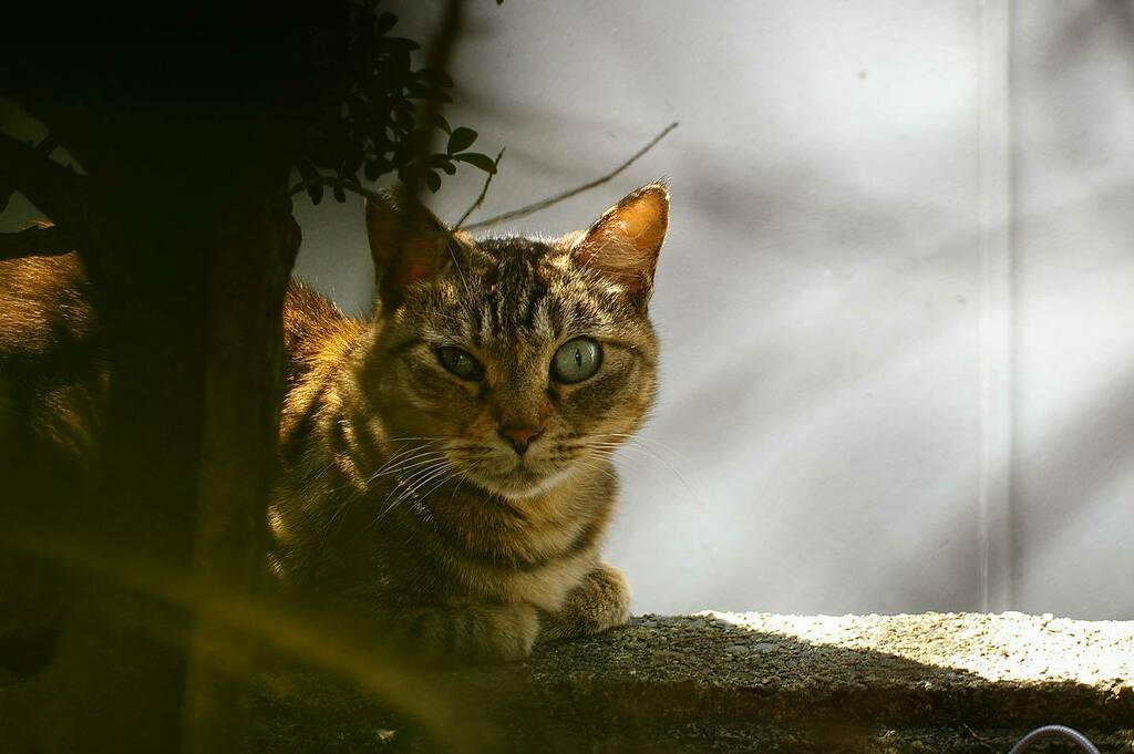 kikutaroid's tweet photo. 無題
#街歩き
#scene
#ねこ #ネコ #猫 #cat #ぬこ #めこ #ねこさん
#路傍 #roadside
#pentax #k100dsuper #k100ds #k_mount
#smc #smcpentaxf #pentaxf5014 #f5014 #singlefocuslens #aflens #oldlens
#trimmed #retouched https://t.co/tV3jw4RN6t https://t.co/A25U6Cu4Gf