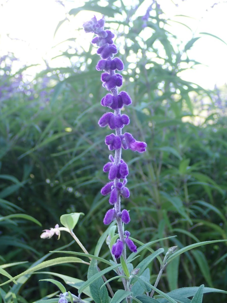 神代植物公園 ニュース スタッフより 園芸係 宿根草園のサルビア レウカンサの花が見ごろとなりました サルビア レウカンサは シソ科サルビア属の植物で中央アメリカの原産 アメジストセージ メキシカンブッシュセージとも呼ばれます 花は紫色