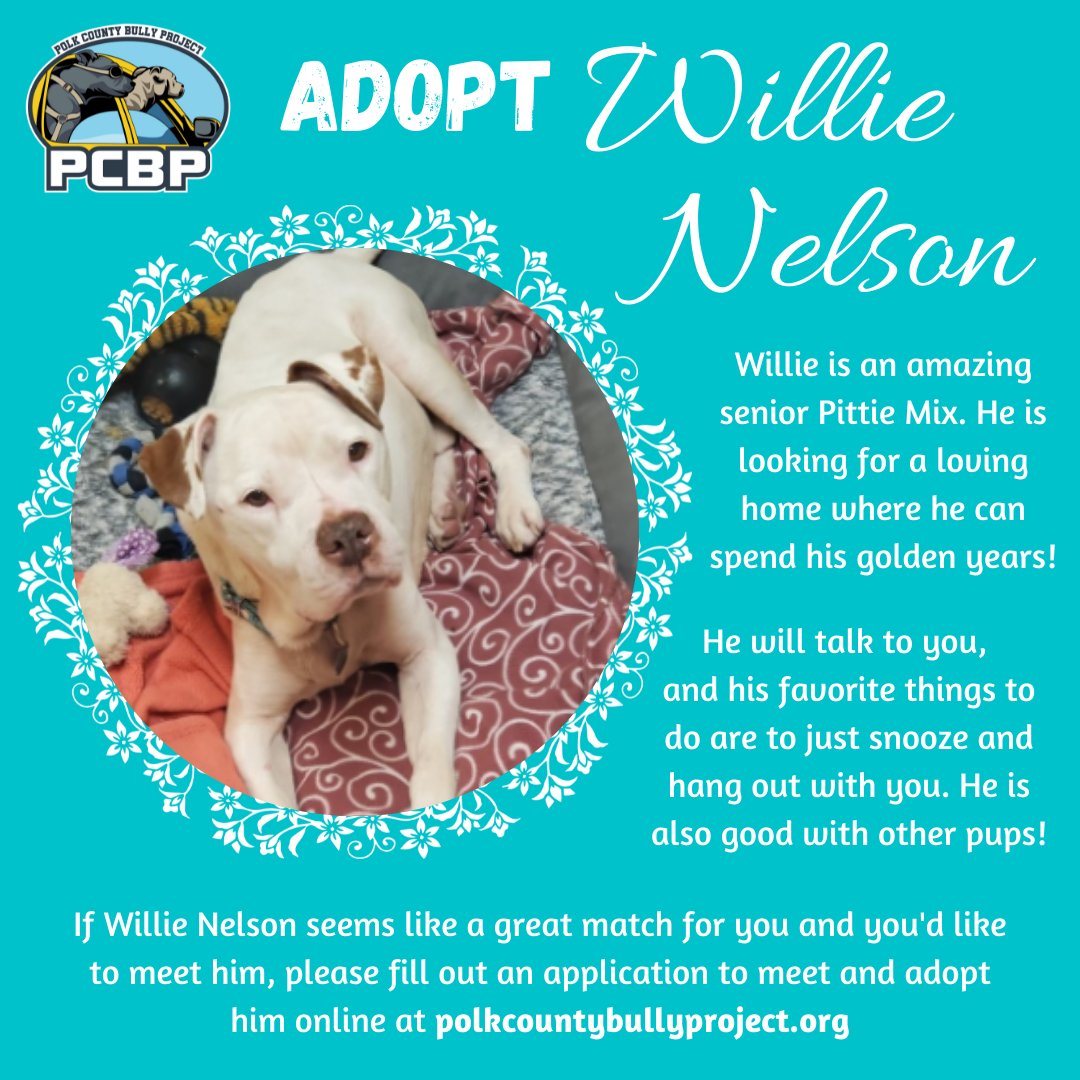 bullyproj_live's tweet photo. Don't let this pup be a Highway Man, adopt Willie Nelson today! #fscboolies https://t.co/u4nRGOqIUi