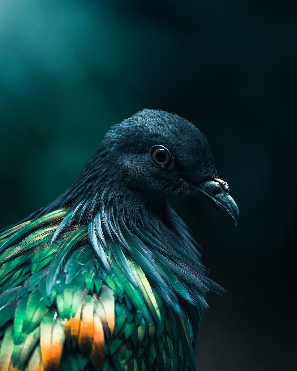 The Nicobar pigeon.