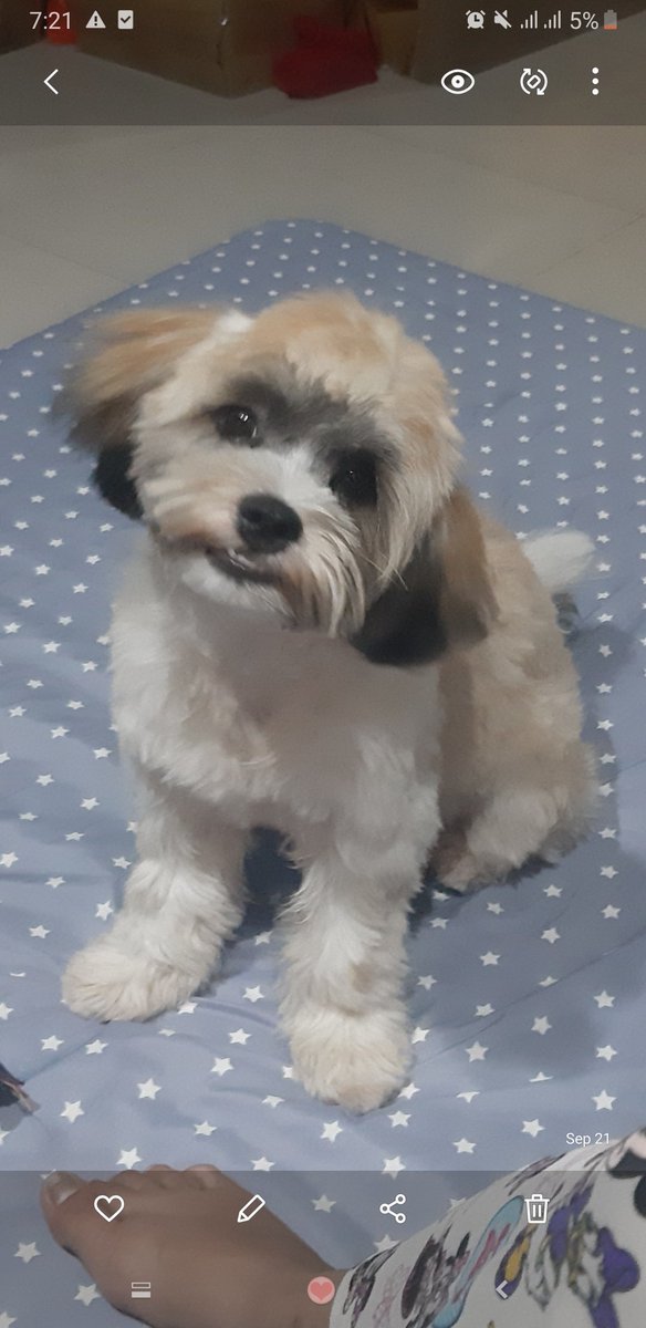 djenabalynn's tweet photo. Hello little monkey. 😍 https://t.co/IXGuybeu9n