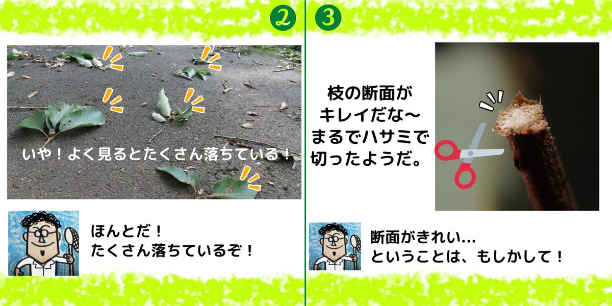 insectchobihige's tweet photo. 【枝ごとドングリを落とした犯人は？】
森の中を歩くと、たまに枝ごとドングリが落ちています。
このドングリは自然に落ちたの？
枝ごと落ちたどんぐりの謎に迫ります！
#ドングリ　#昆虫観察　#自然体験 https://t.co/MqUiiiY13V