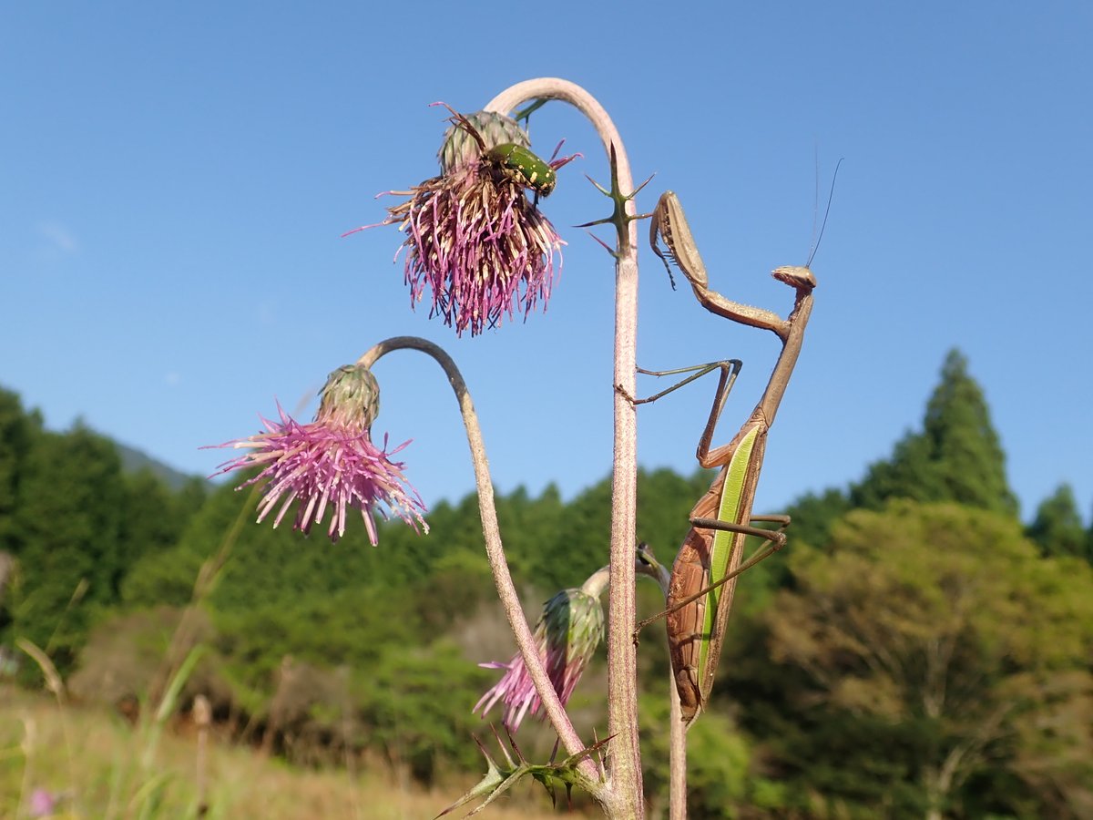 insectchobihige's tweet photo. キセルアザミに来る虫たちを待つカマキリ。
戦略的に生きてますね！！
#カマキ��　#昆虫観察　#アザミ https://t.co/MJ4F95cxOV