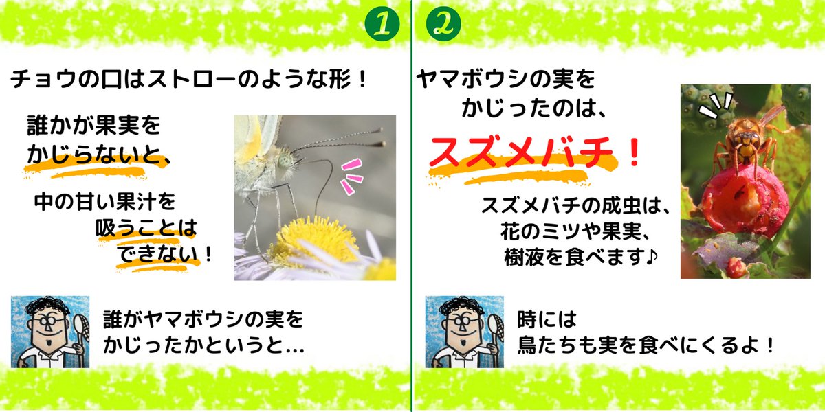 insectchobihige's tweet photo. 【チョウは誰のおかげで果汁を吸えている？】
ヤマボウシの実に虫たちがたくさん集まっていました。実は今回虫たちが甘い果汁にありつけているのは、とある生き物のおかげ！
その生き物は○○だ！
#コミスジ　#昆虫観察　#自然体験 https://t.co/bijJdxx5DB