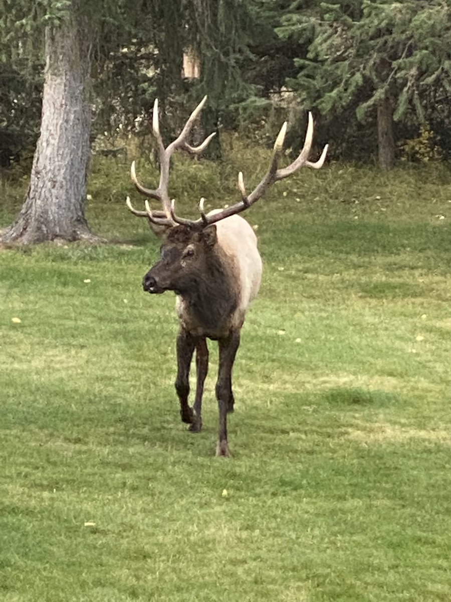 nancybaker72's tweet photo. Jasper ⛰ https://t.co/GUDOkcqeZy