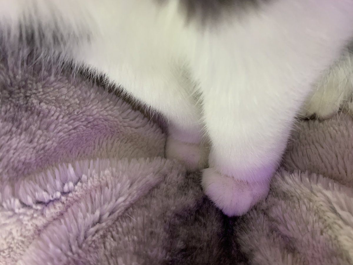 frralll's tweet photo. #meow https://t.co/kZT3Uh7UQo