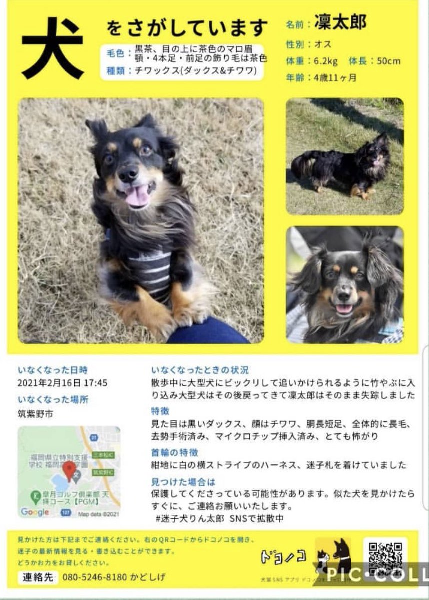 rintaro_maigo's tweet photo. #迷子犬りん太郎 #迷い犬 #福岡
・2/16 福岡県筑紫野市 天拝湖周辺で失踪
・チワワとダックスのミックス
・黒茶、4歳
・人見知り犬見知り
・電車の音に吠える

☑️迷子の黒い小型犬を見ませんでしたか？

☑️現���は、保護して頂いて別のお家で暮らしている可能性あり

お電話にて情報お待ちしてます🙇☎️ https://t.co/b1n7fnAEAc