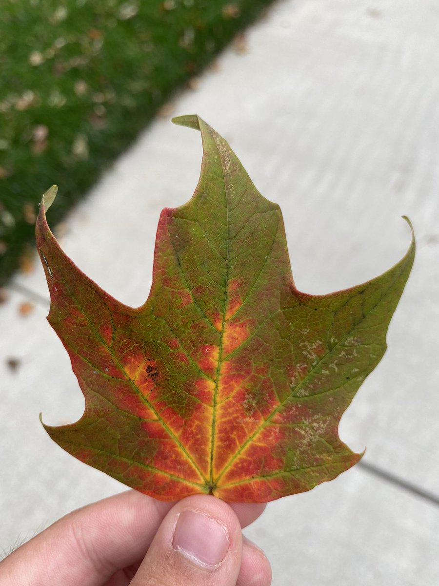 Saw some pretty leaves today on campus.