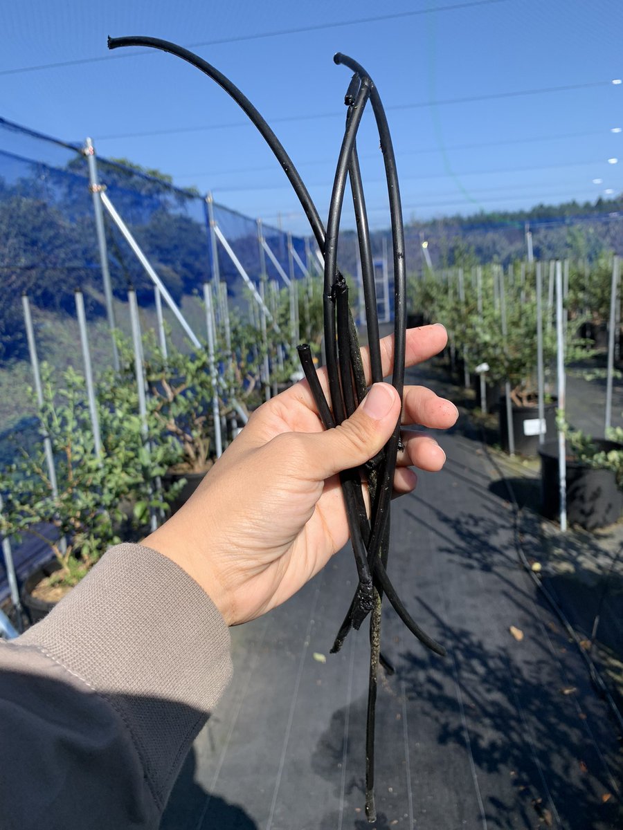 また来年 Blueberry Farm Ueki 栃木県矢板市 Farmueki Twitter