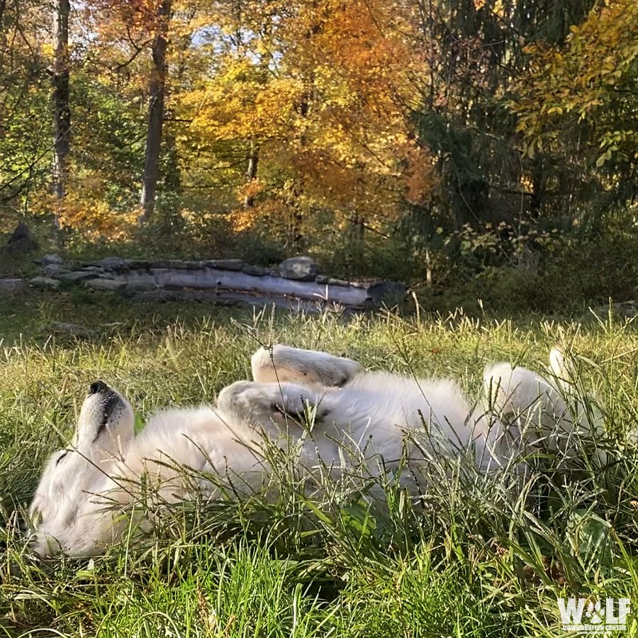 Peace is always beautiful 🐺