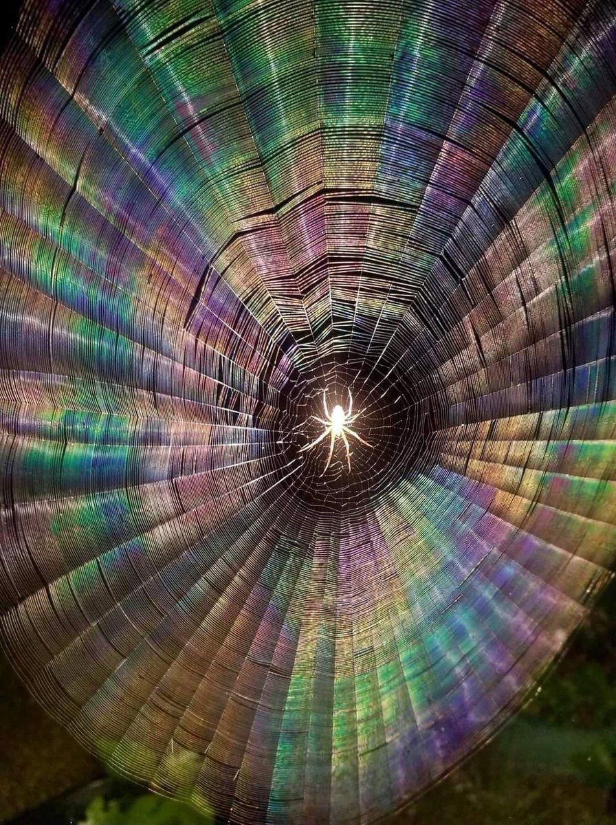 Camera flash on a humid spider web causes rainbow effects and makes the spider look like the chosen one, by Stephen Dunn.