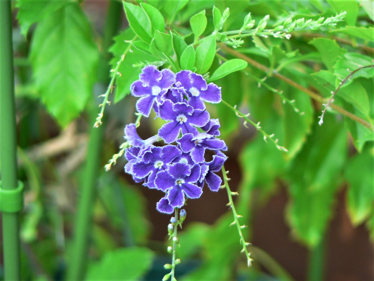空と風と音楽と 花が好きな人と繋がりたい 写真好きな人と繋がりたい ジュランタン 花言葉は あなたを見守る ひとりよがり おはようございます
