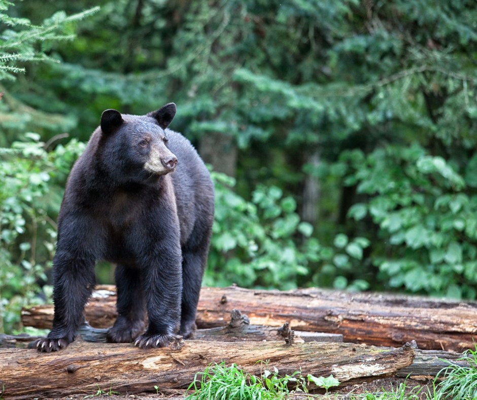 Our friends at the <a href="/NSBBSociety/">NSBBS</a> will be hosting a special virtual presentation with <a href="/nvdpl/">North Vancouver District Public Library</a> on October 7! Learn all about best practices for coexisting with black bears, coyotes and cougars on the North Shore. Details here: ow.ly/9f0C50Gj4Sn
