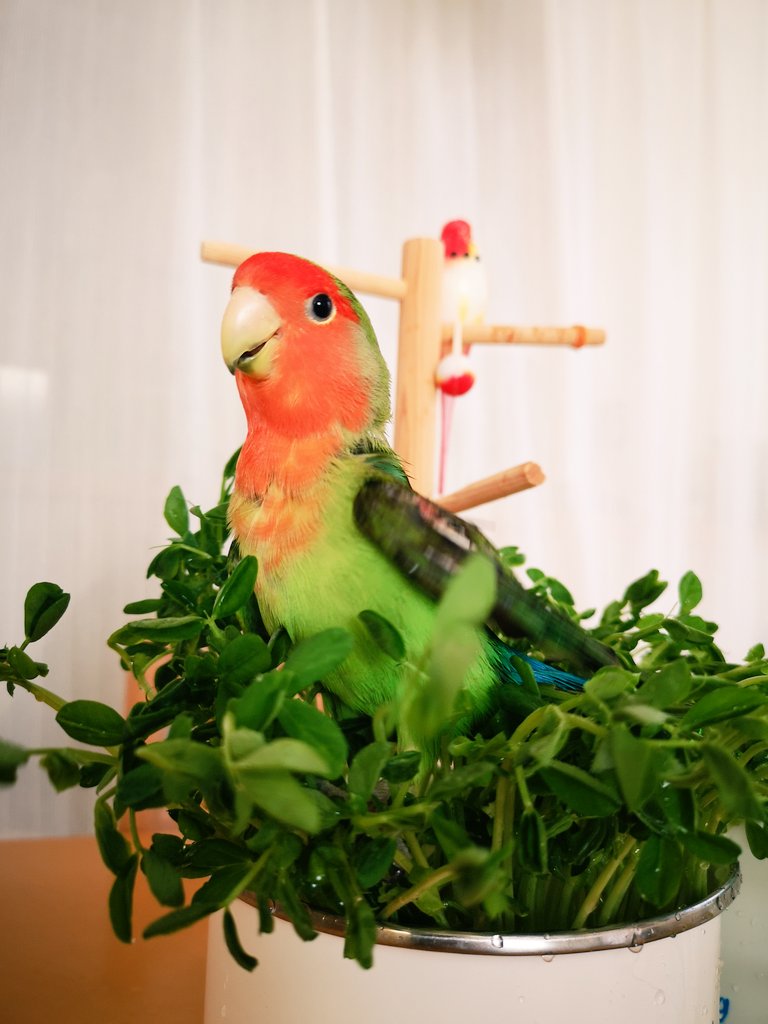 aauiiui's tweet photo. ニコニコ良いお顔 😊
#コザクラインコのまっちゃん https://t.co/oYvPOlmM9i