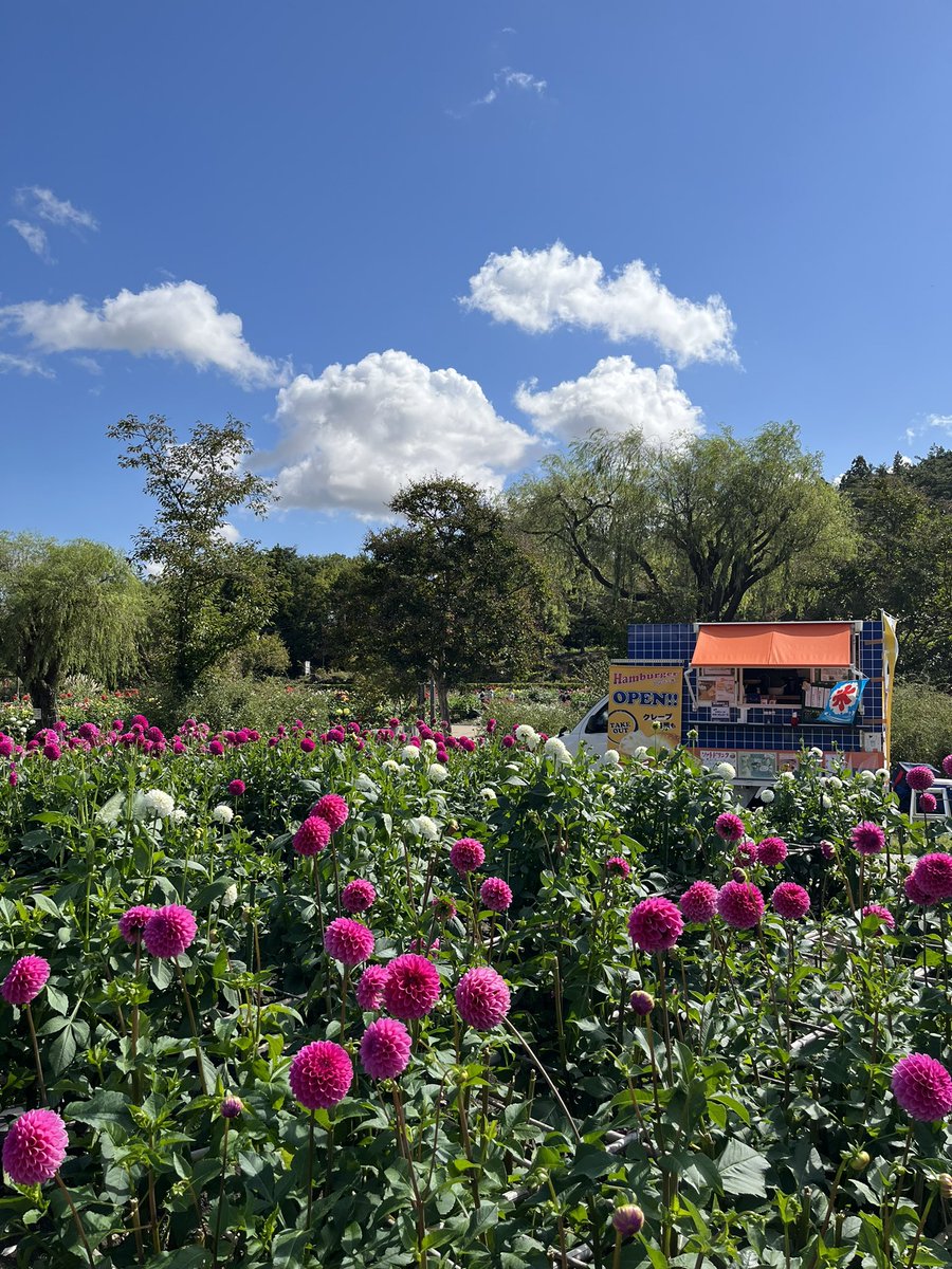 cafe_ARB's tweet photo. ☆ARBのキッチンカー☆

本日は川西町ダリヤ園で出店販売しております

良いお天気でダリヤの花もキレイに咲いています！！ https://t.co/Veb27nHCiZ