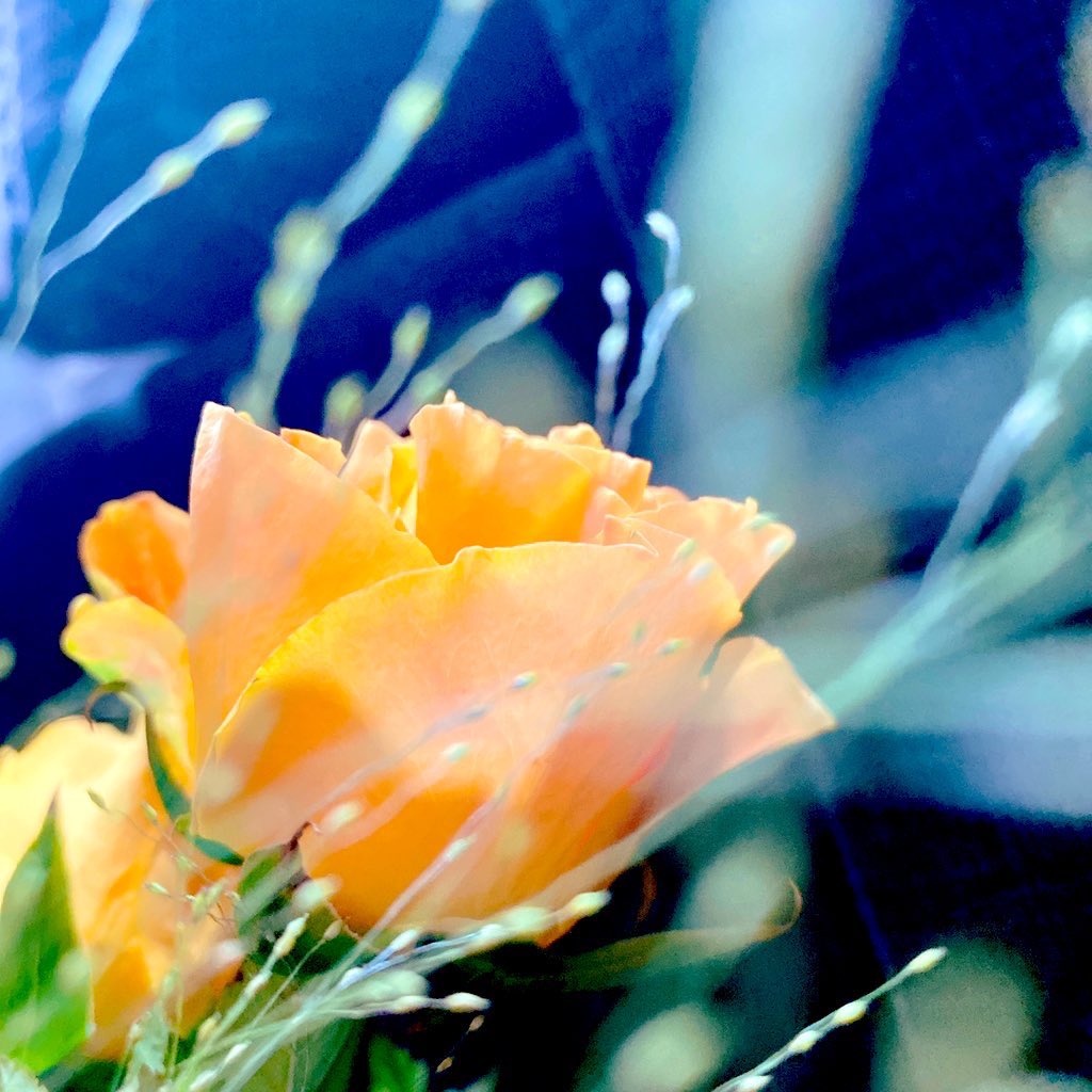 立花真由美 何の能力も専門知識もない私 だけど素敵な人がいたらすぐに声をかけて話してみる癖はついてる たまたまお店のお客様をお茶に誘ってみたら すごい社長さんだった そのご縁ですごい仕事をさせてもらっている チームビルディング 経営 新事業