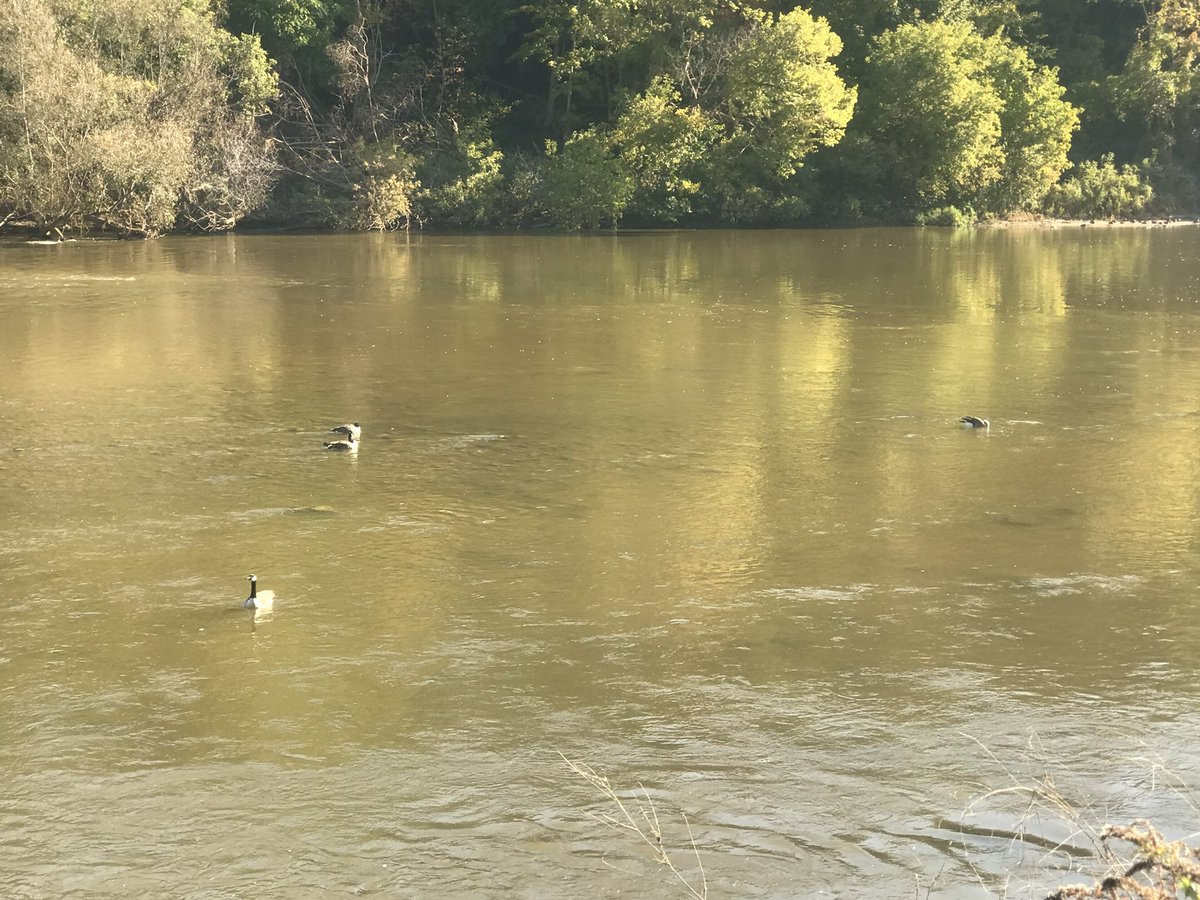LeighSowerby's tweet photo. @H2OAlliance 7/15 the ubiquitous Canada Goose #AntlerRiverRace https://t.co/4T9FtTSArG